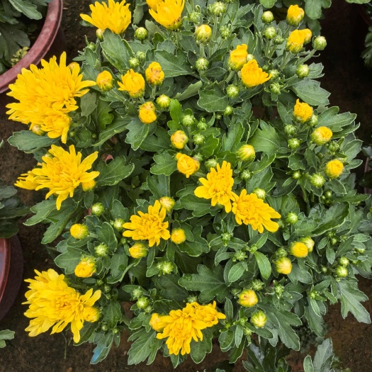 千头菊，国庆菊，菊花，九月菊，品种菊花，荷兰菊，球菊
