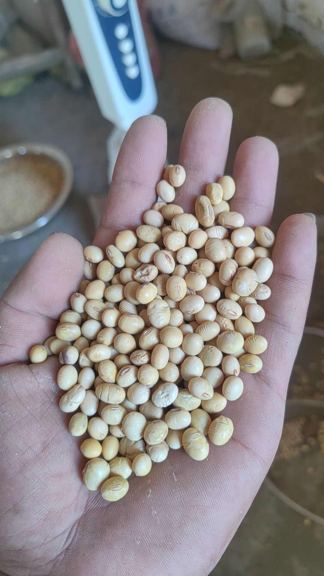 湖北黄豆，中黄豆子，蛋白高， 1等品，1手货源