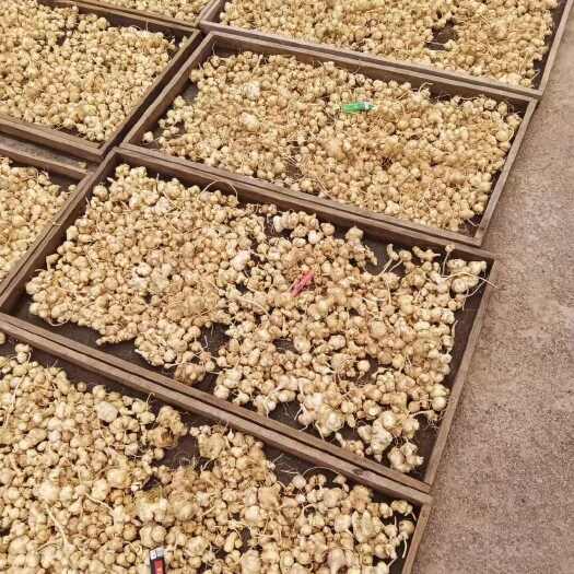 珠子参干货，近期陆续采挖，烘干中。有实力的老板欢迎联系！