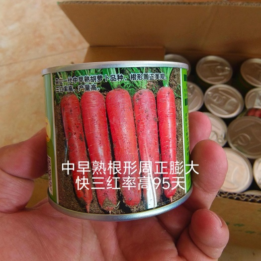 扶沟县九州红杂交胡萝卜种子表皮光滑根长22厘米收尾早商品性好