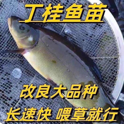佛山丁桂鱼苗淡水养殖食用鱼苗丁岁鱼丁贵鱼须岁鱼苗活体好养包邮
