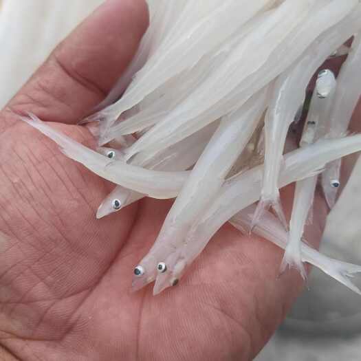 宜昌冻版银鱼  新鲜银鱼规格6一8公分