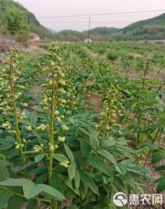 白鲜皮种子 白鲜皮苗 纯新种子 提供技术 回收产品