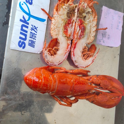 鲁比海产熟冻波龙300-350-400-450
