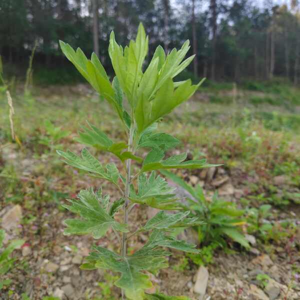 艾草全棵