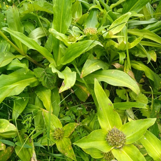 金川县秦艽苗