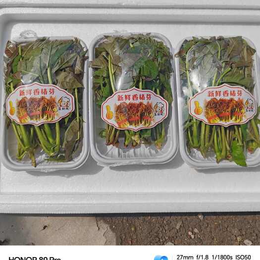 临朐县香椿芽新鲜露天采摘