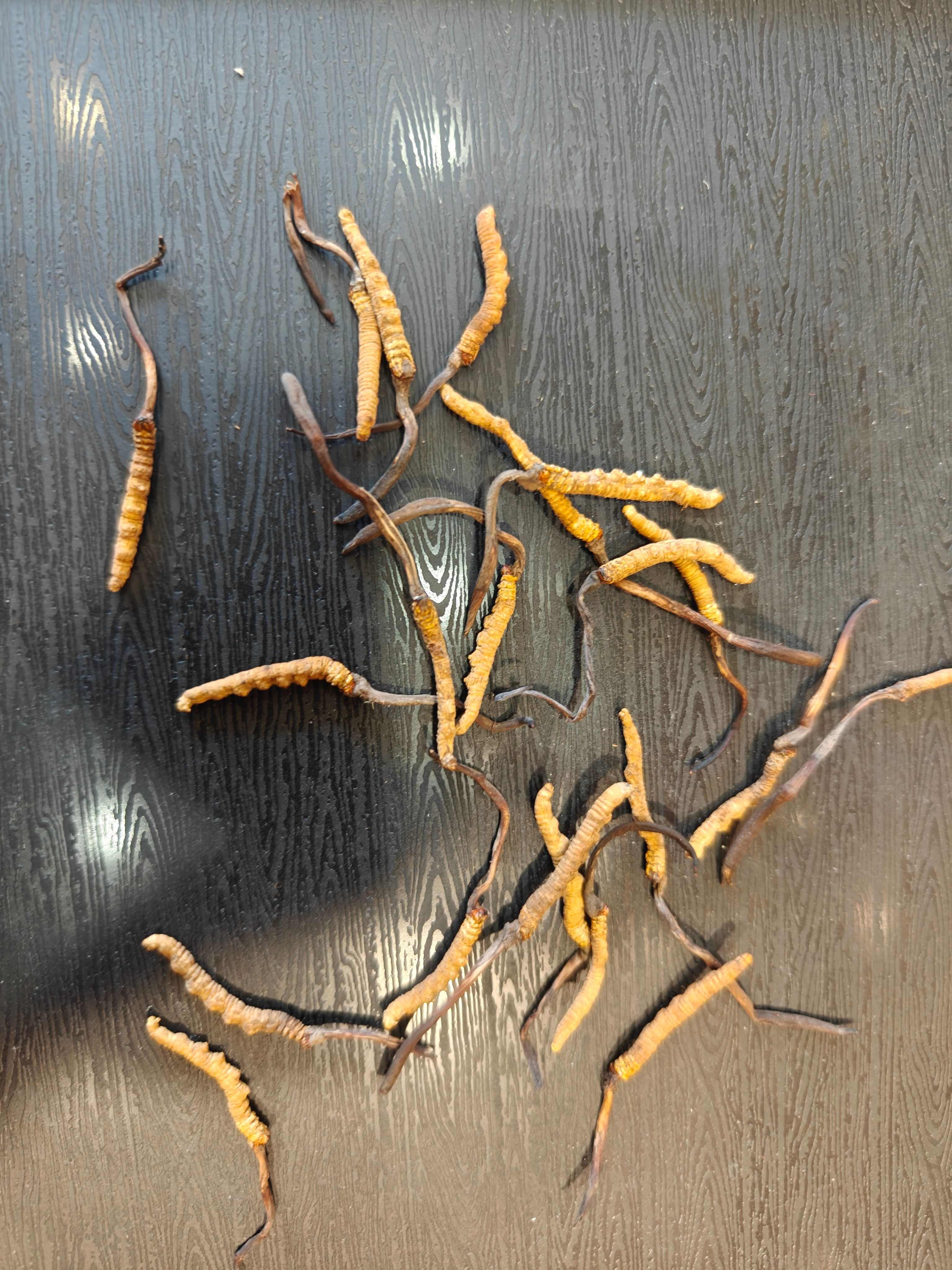 福利精品那曲冬虫夏草小草
