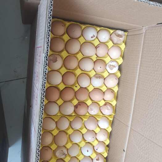 贵阳初生蛋