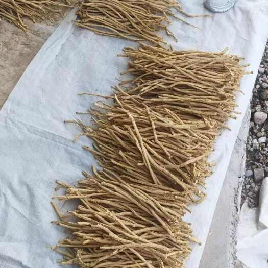陇西县防风节子