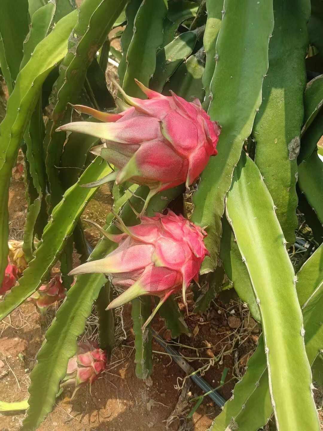 产地红心火龙果