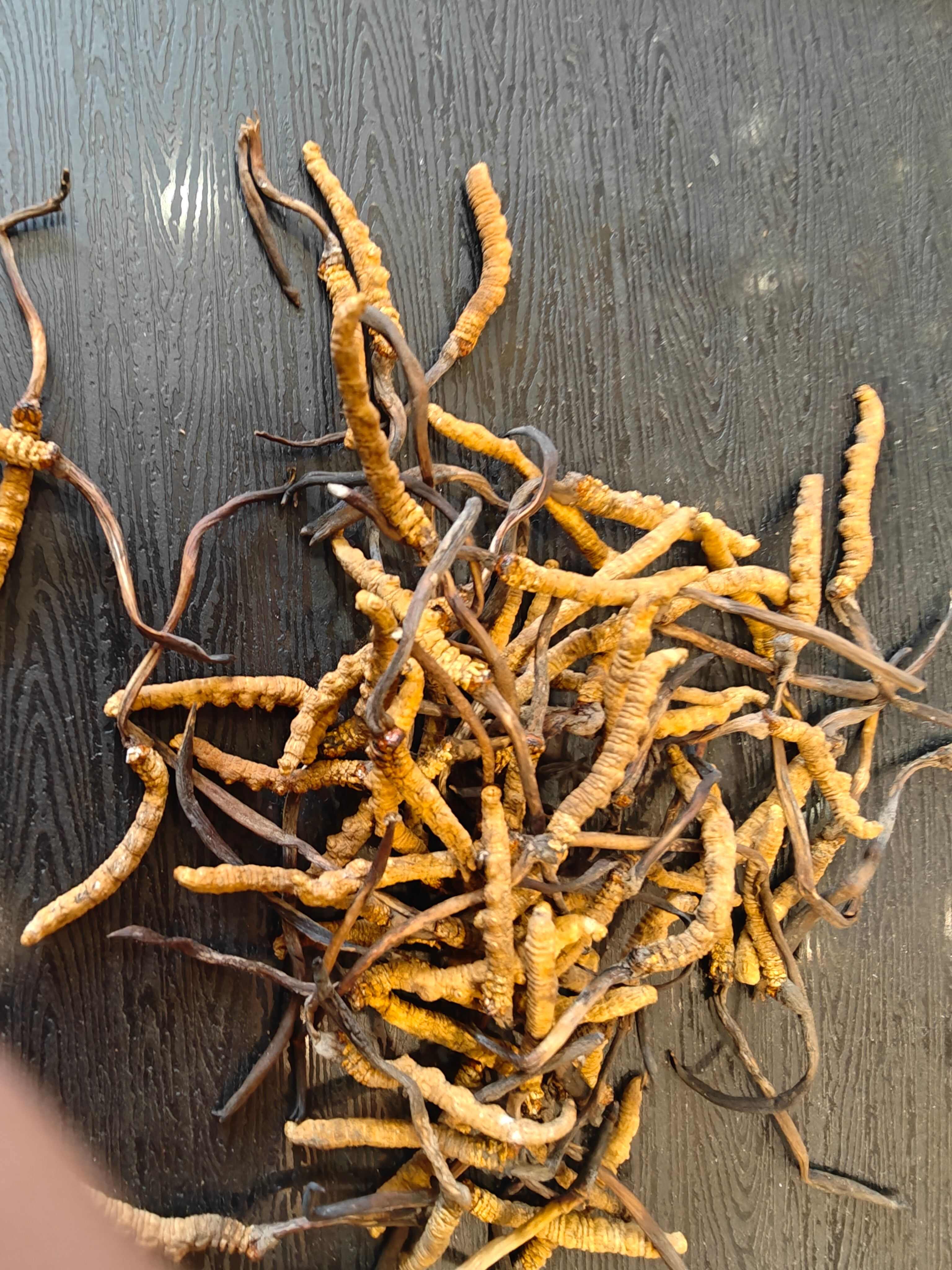 福利精品那曲冬虫夏草小草