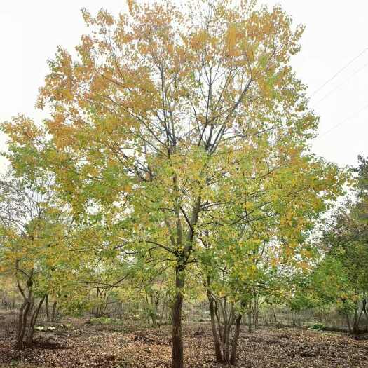 南京乌桕 秋季乌桕变色多彩 10-25公分乌桕基地直销