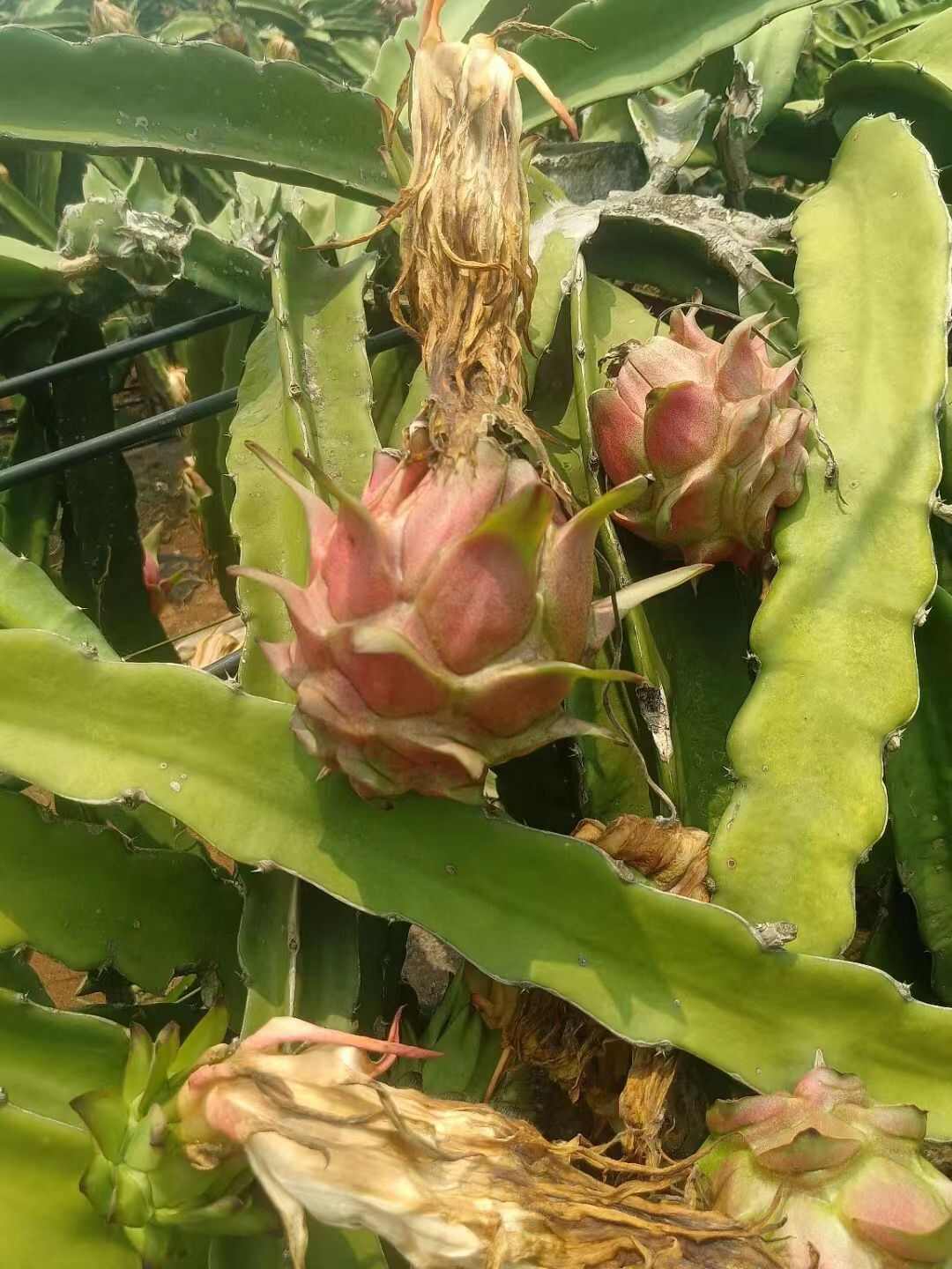 产地红心火龙果