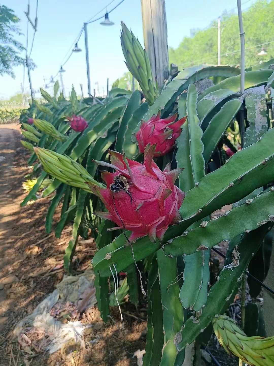 产地红心火龙果