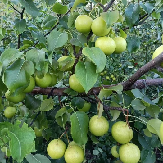 秦皇岛京白梨