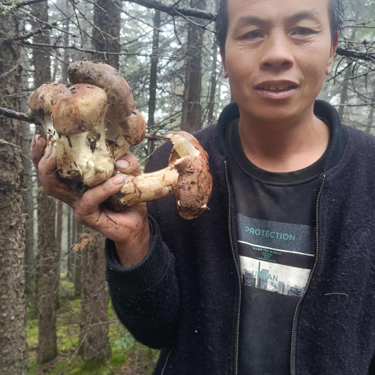 贺兰山紫蘑菇