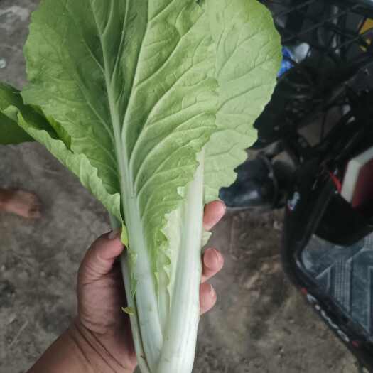 太和县毛白菜