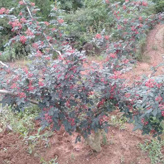陇南武都花椒