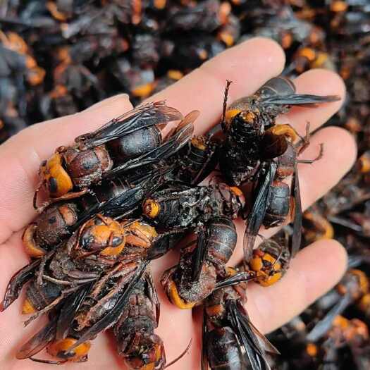 那坡县马蜂  …泡酒马蜂