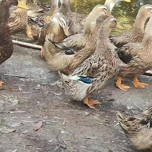 钦州出售淘汰老蚂