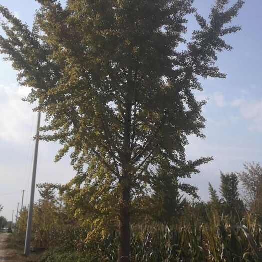 郯城县精品银杏树形一级树的价格