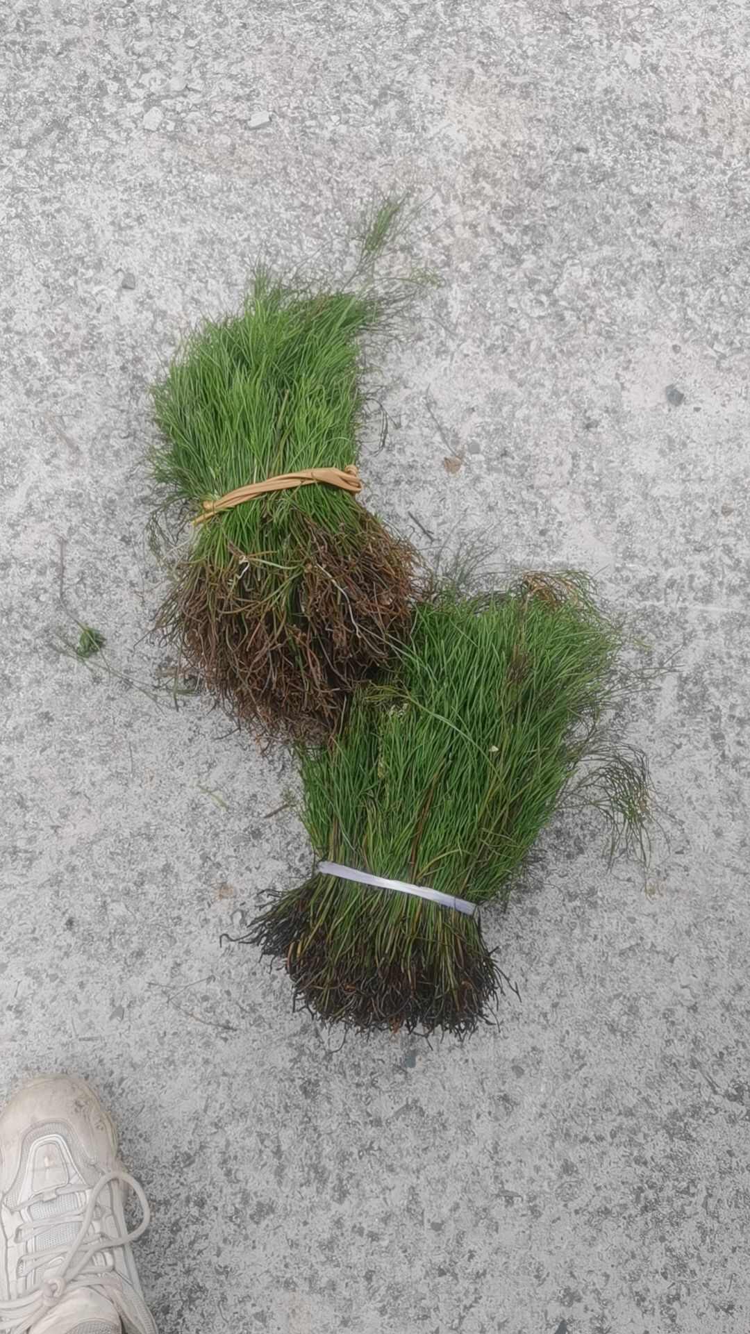 石寄生   石刷把