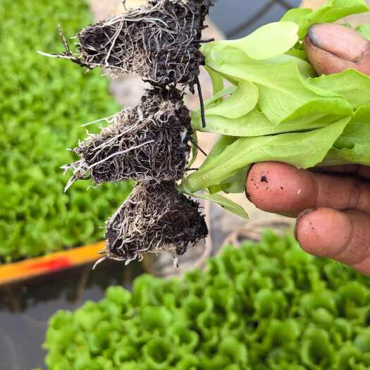 陆良县基地直发意大利生菜苗