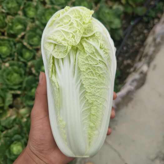 泸西县娃娃菜，原产地直发，高原精品娃娃菜，可养黄包，绿包