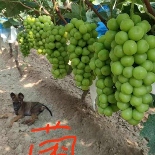 濮阳纯种阳光玫瑰