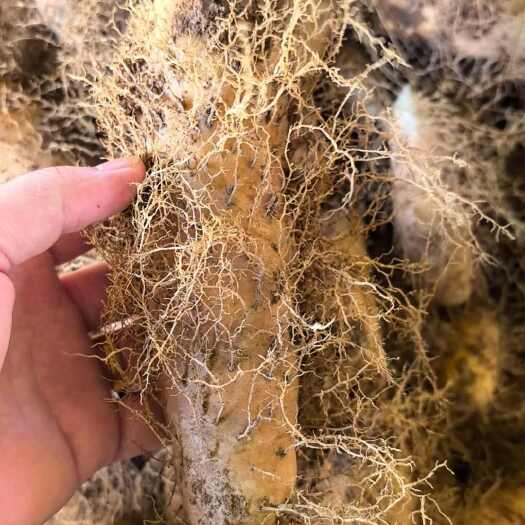 廉江市湛江新鲜毛薯白心田薯粉糯甜山药现挖甜薯火苕脚板薯