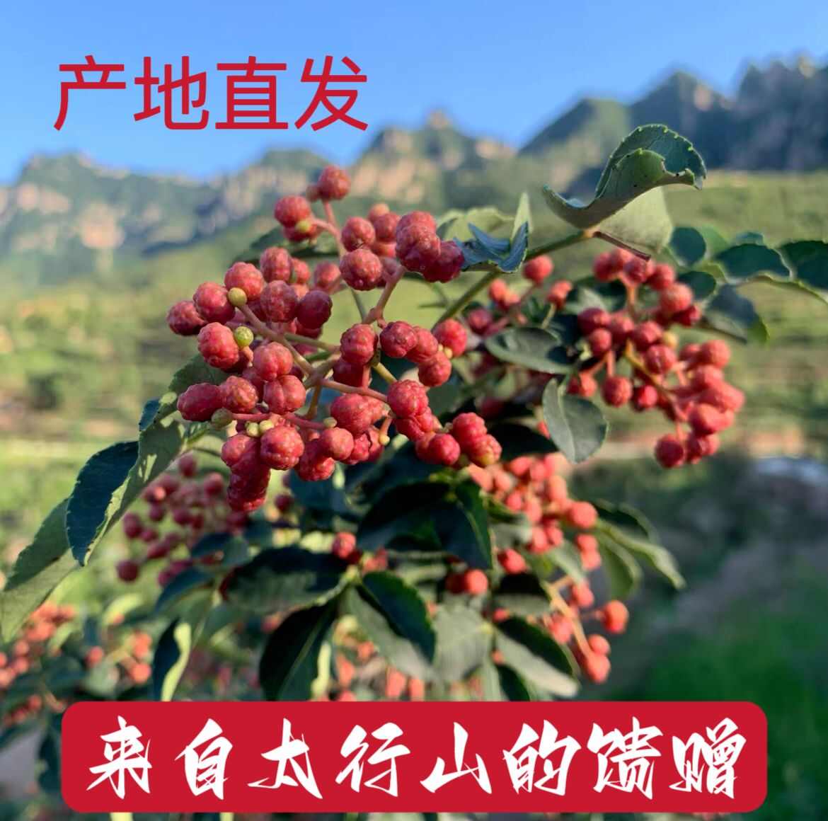 太行山大红袍花椒