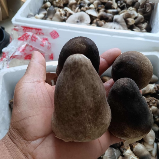 商水县草菇栽培种