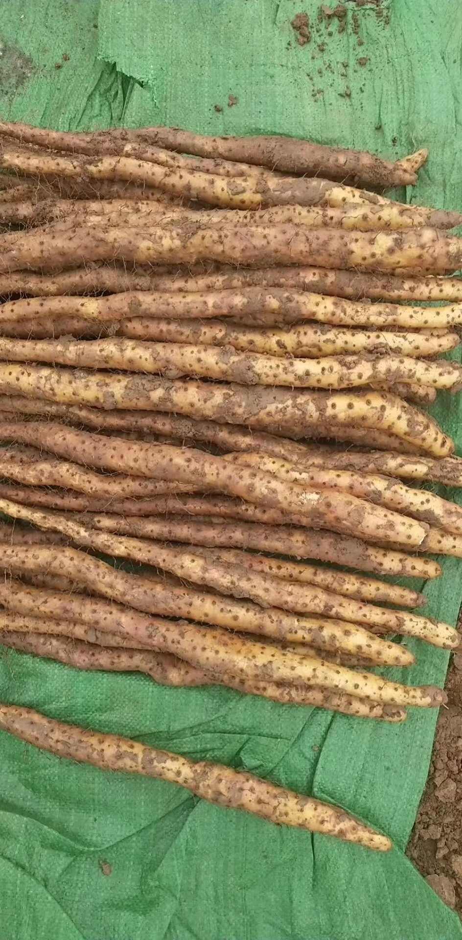 温县垆土地铁棍山药，河南焦作，可入药，一件代发，包邮