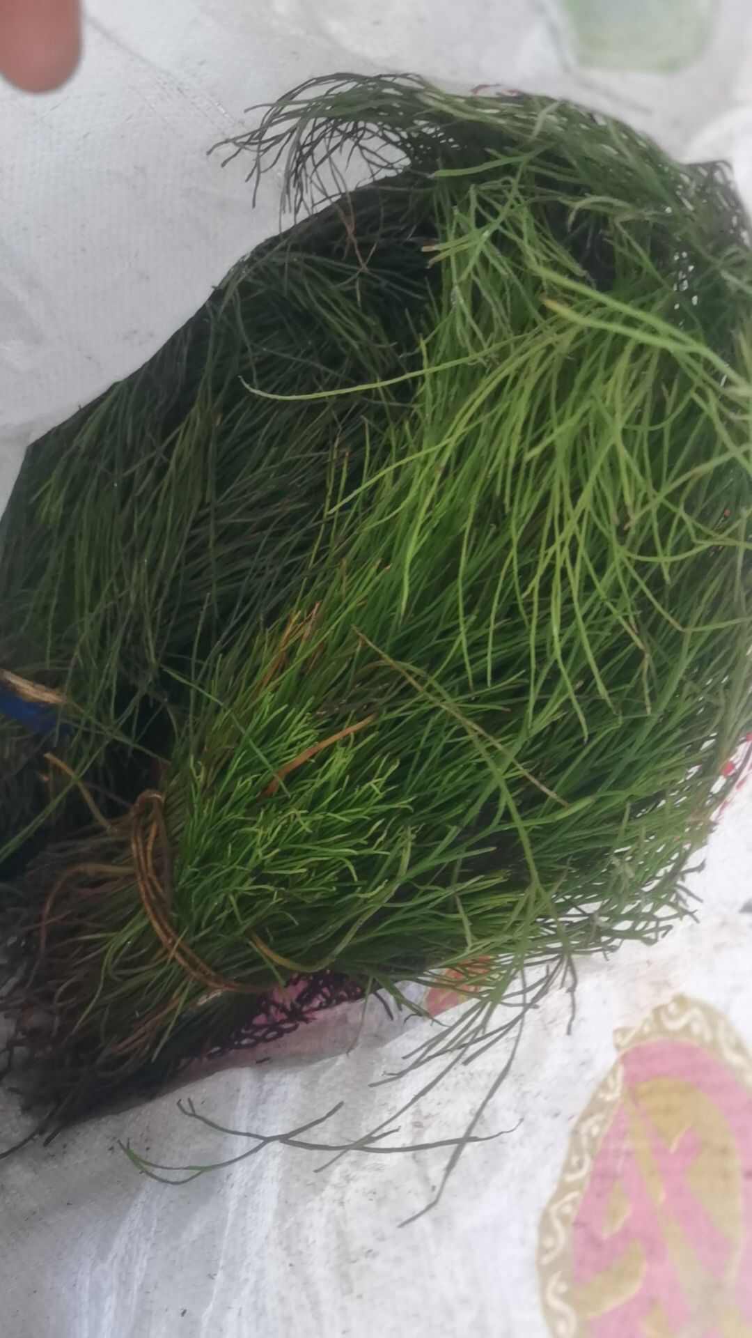 石寄生   石刷把