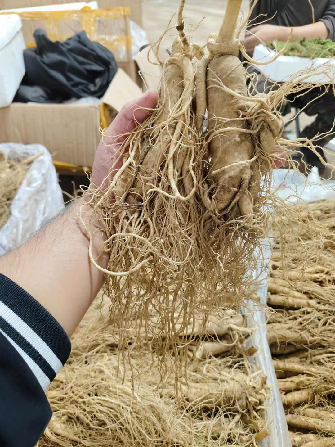 園參  長白山鮮人參，產地直銷，棵棵精品，特新鮮的人參，批發(fā)