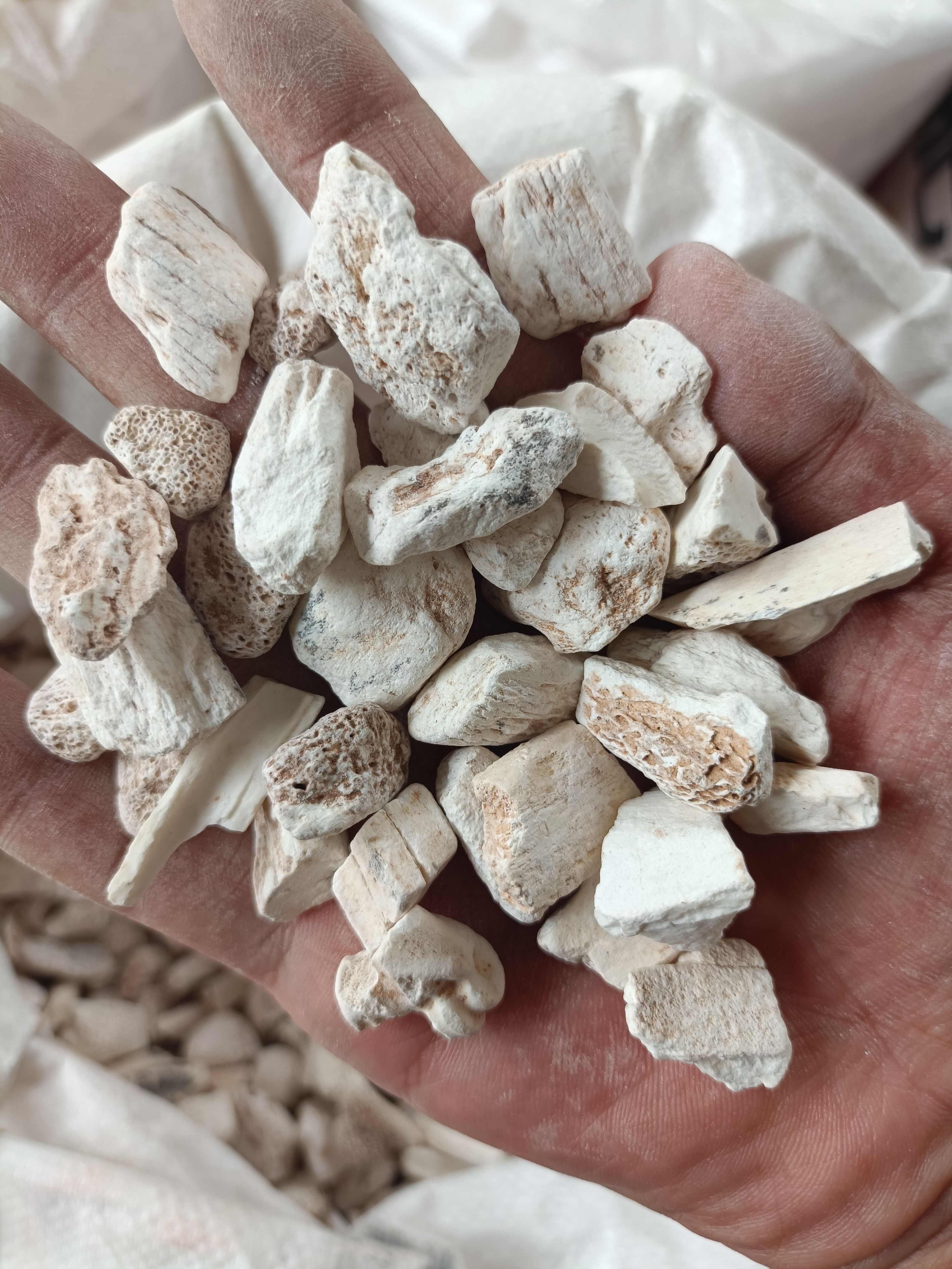 龙骨 正品 白龙骨  五花龙骨  无硫