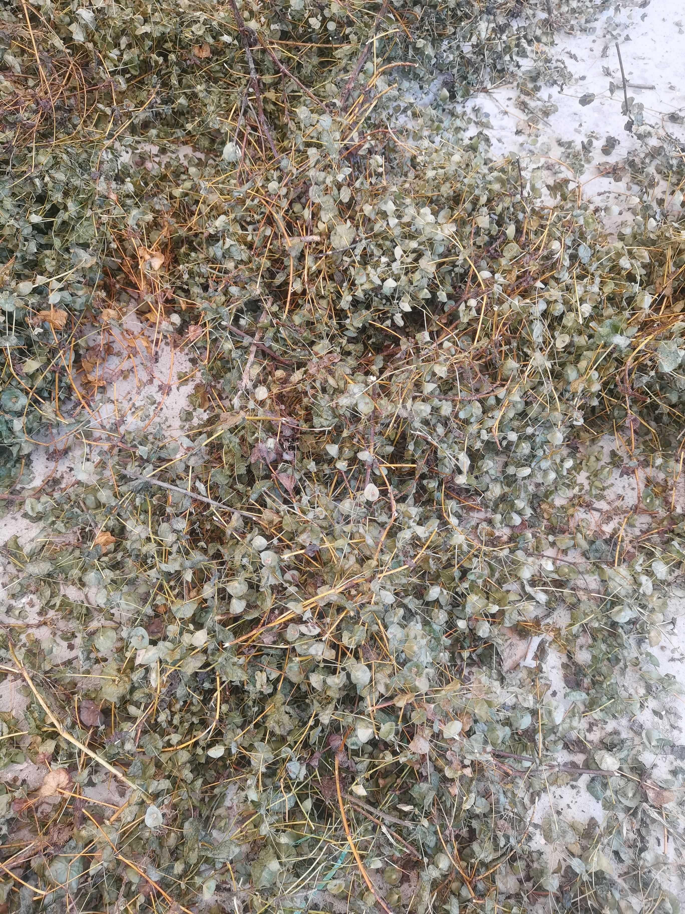 穿心草