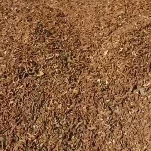 冠县精品灵芝茶，