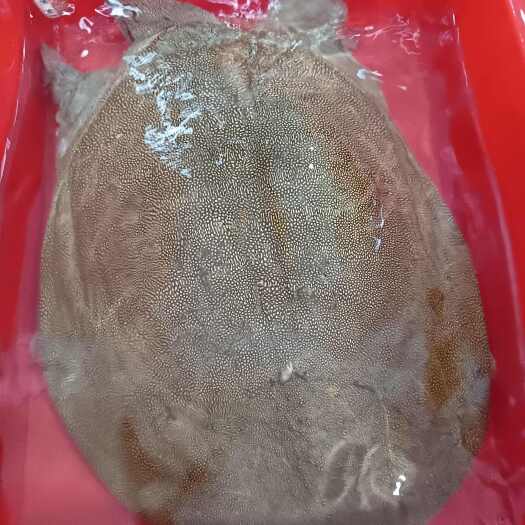 温州7.8年老甲鱼