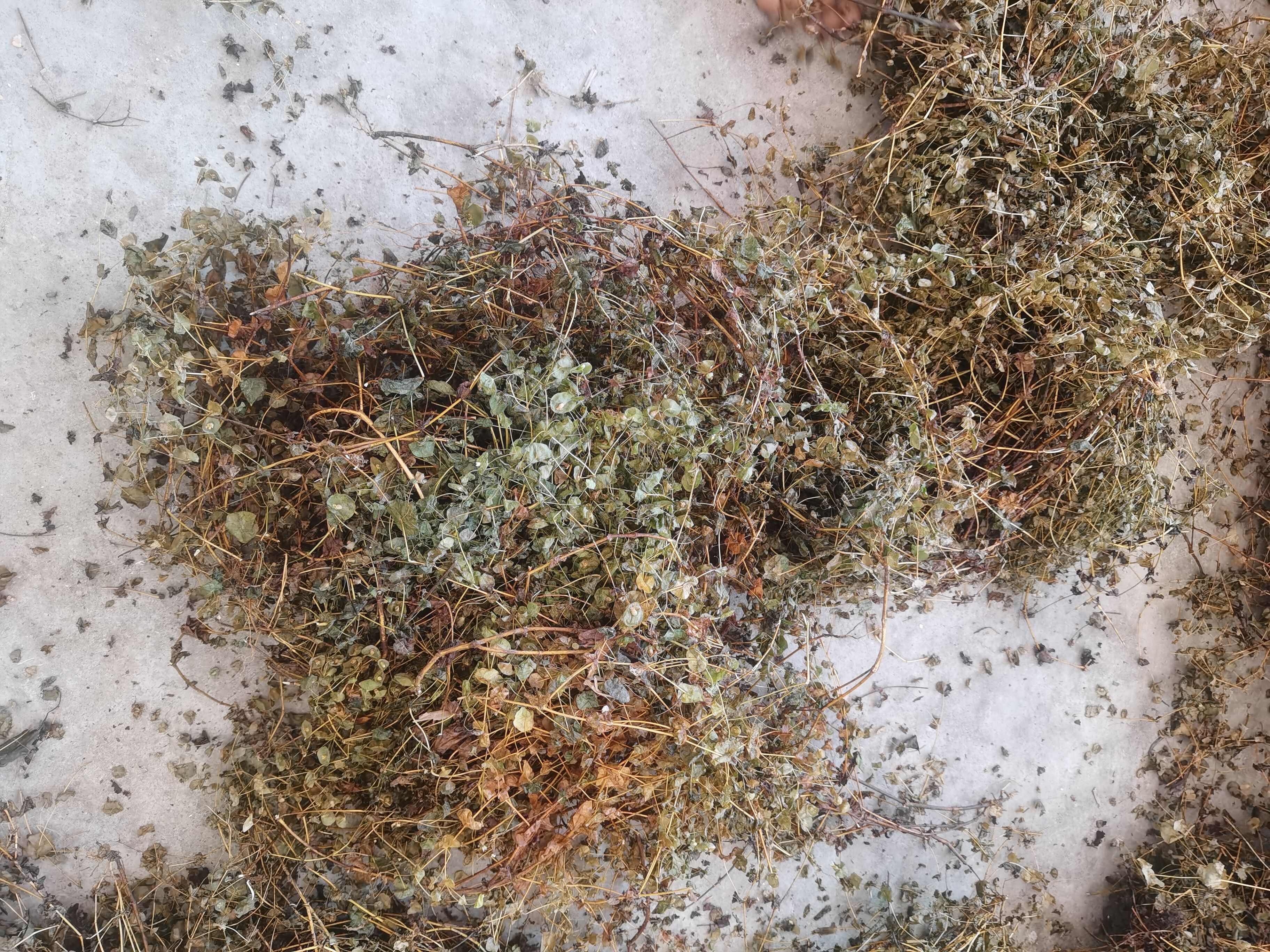 穿心草