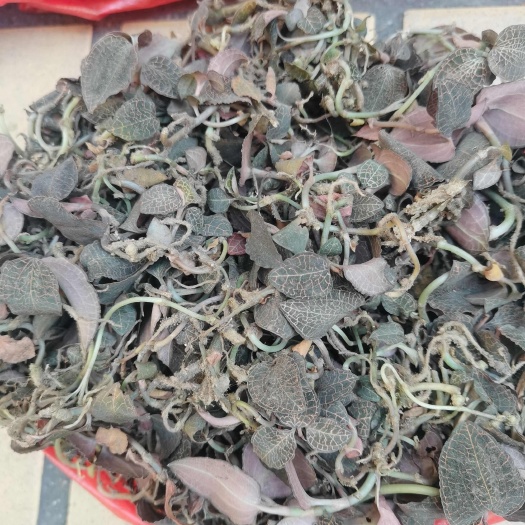 柳州金线莲