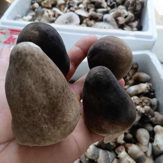 草菇