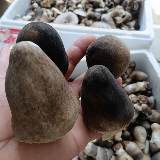 商水县草菇