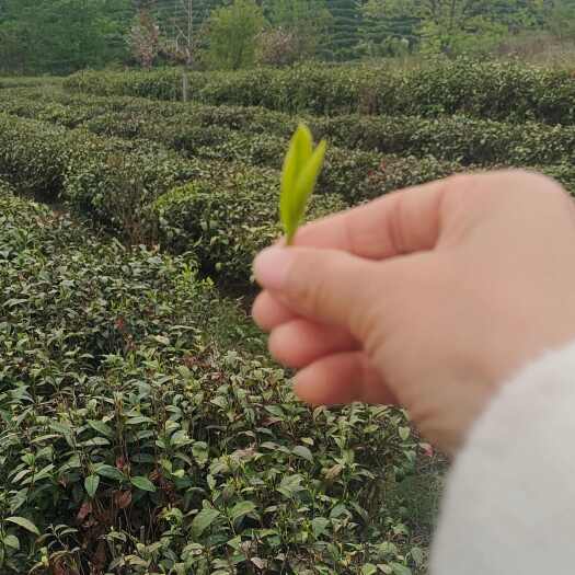 淮滨县高山绿茶