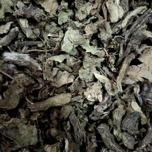 秦岭香茶菜