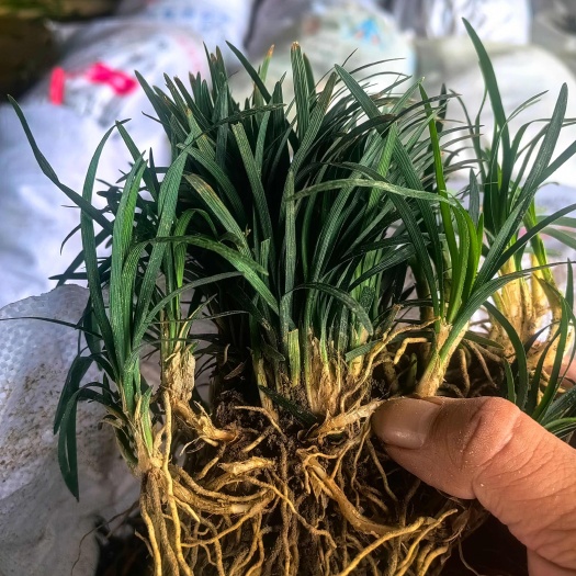 浏阳市玉龙草