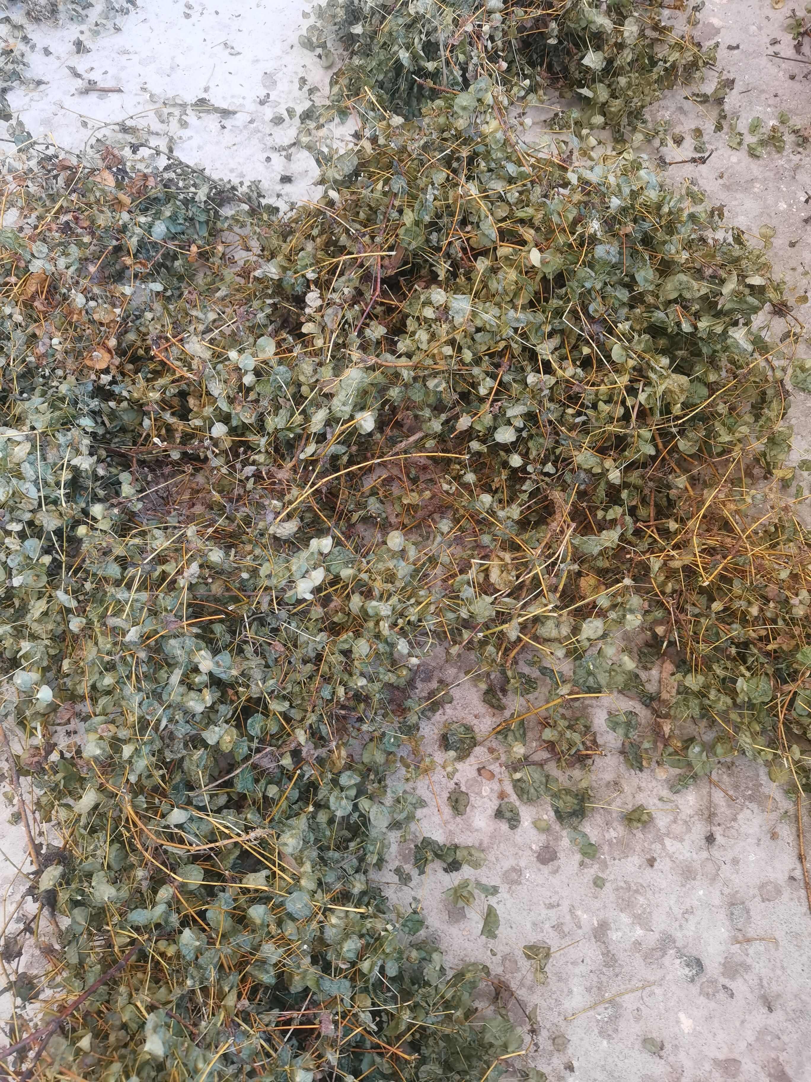 穿心草