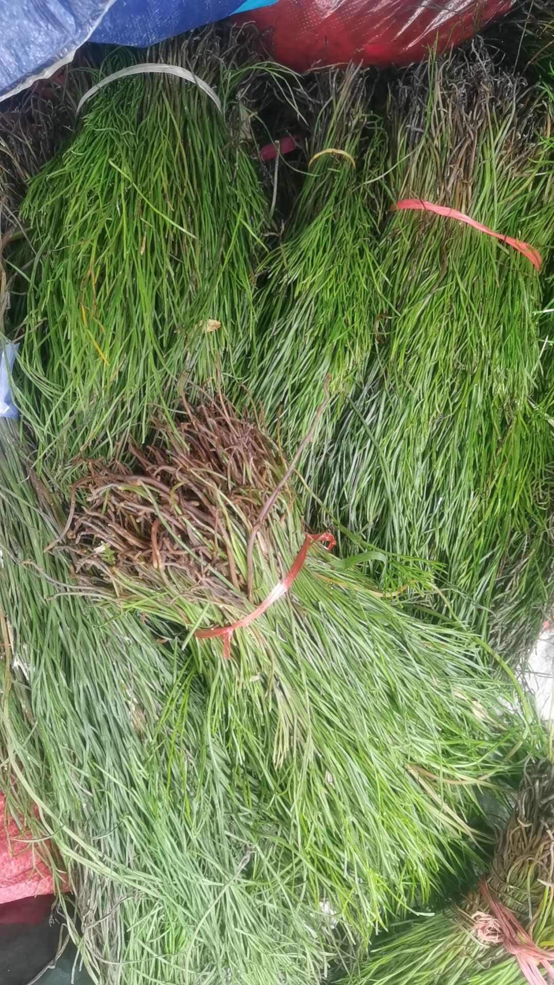 石寄生   石刷把