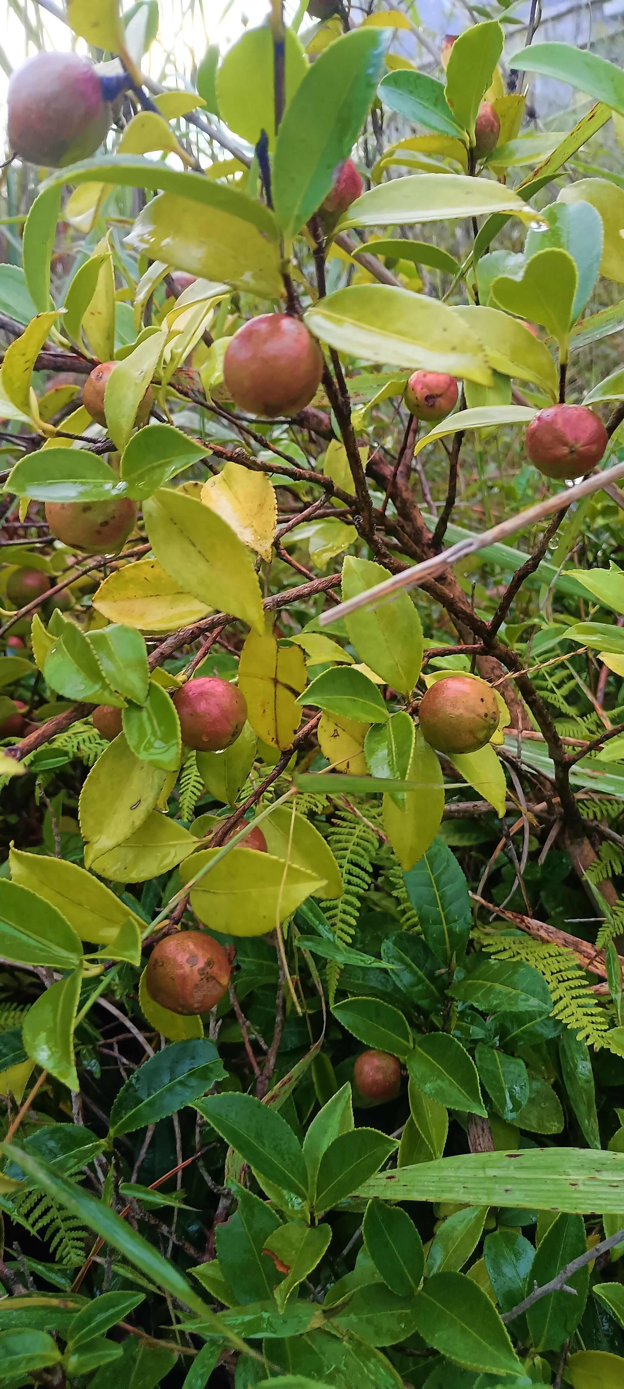 茶籽果茶油果新鮮大量上市，歡迎選購合作